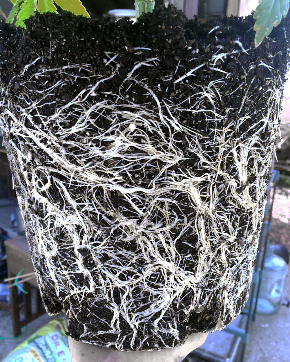 Dense white roots pulled from a pot after mycorrhizal colonization