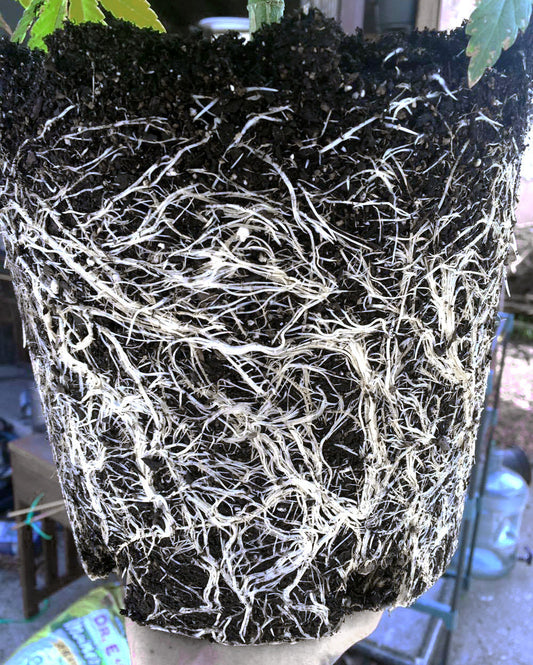 Dense white roots pulled from a pot after mycorrhizal colonization